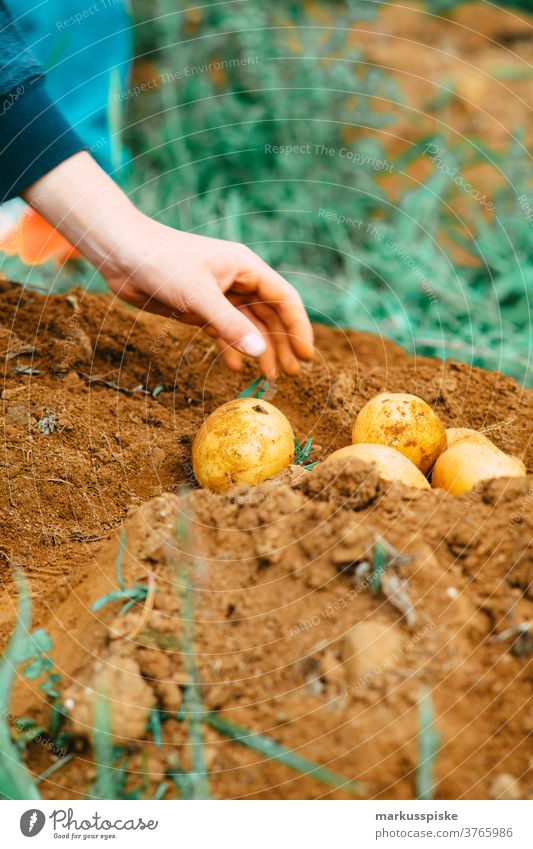 Erntefrische Bio-GVO-freie Kartoffeln Ackerbau Schubkarre Biografie Übertopf kontrollierte Landwirtschaft Bodenbearbeitung Lebensmittel Garten Gartenarbeit