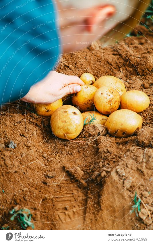 Erntefrische Bio-GVO-freie Kartoffeln Ackerbau Schubkarre Biografie Übertopf kontrollierte Landwirtschaft Bodenbearbeitung Lebensmittel Garten Gartenarbeit