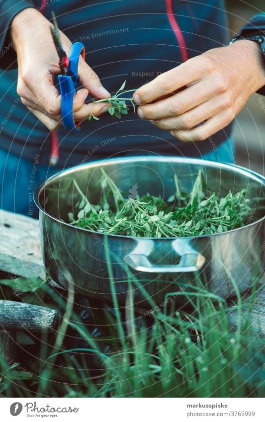 Frische Bio-Ernte Hausgartenkräuter Ackerbau Biografie Blütezeit züchten Zucht Kindheit Wintergarten kontrollierte Landwirtschaft Bodenbearbeitung Lebensmittel