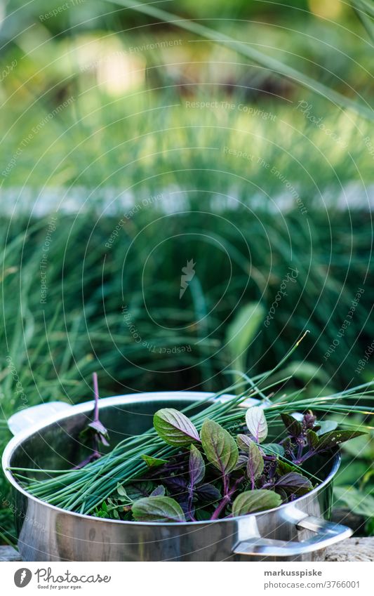 Frische Bio-Ernte Hausgartenkräuter Ackerbau Biografie Blütezeit züchten Zucht Kindheit Wintergarten kontrollierte Landwirtschaft Bodenbearbeitung Lebensmittel