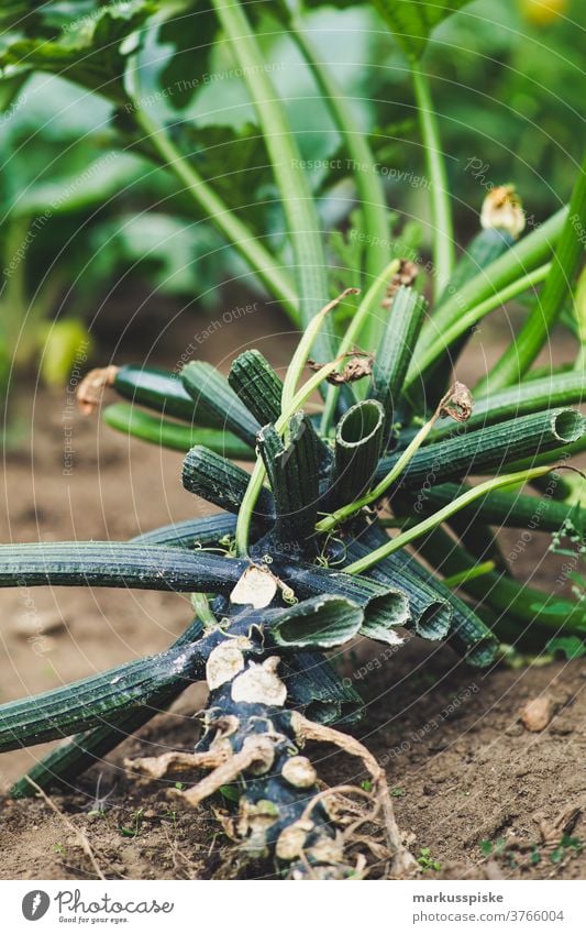 Frische Bio-Ernte Hausgarten Ackerbau Biografie Blütezeit züchten Zucht Kindheit Wintergarten kontrollierte Landwirtschaft Bodenbearbeitung Lebensmittel