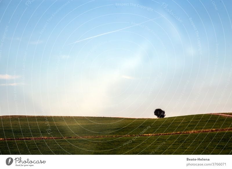 Alleinstehender Baum auf hügeliger Freifläche im Abendlicht verbreitet Ruhe Abendstimmung Landschaft Alleinsein Licht Friede Himmel Außenaufnahme Menschenleer