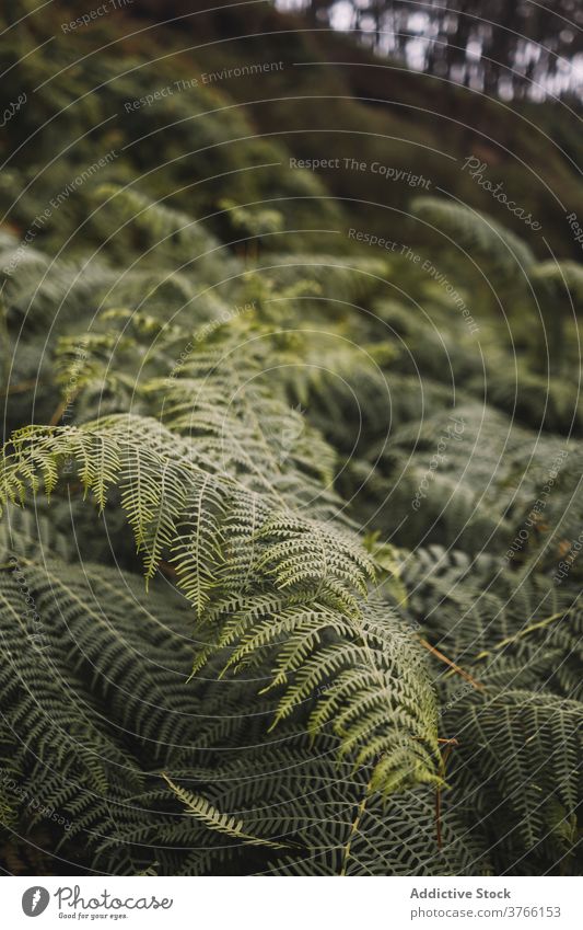 Grüne Farnsträucher Wurmfarn Pflanze vegetieren grün Laubwerk wild Natur üppig (Wuchs) Umwelt Wachstum Flora frisch Sommerzeit Landschaft Botanik Saison Buchse