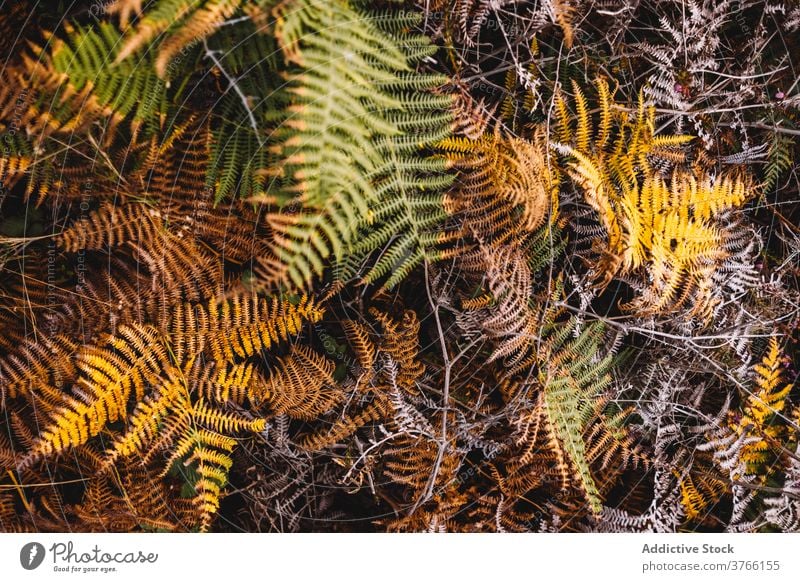 Bunte Farnblätter im Wald Wurmfarn Blatt Pflanze Laubwerk Hintergrund farbenfroh trocknen Herbst Natur Flora Botanik Wachstum Umwelt vegetieren Buchse natürlich