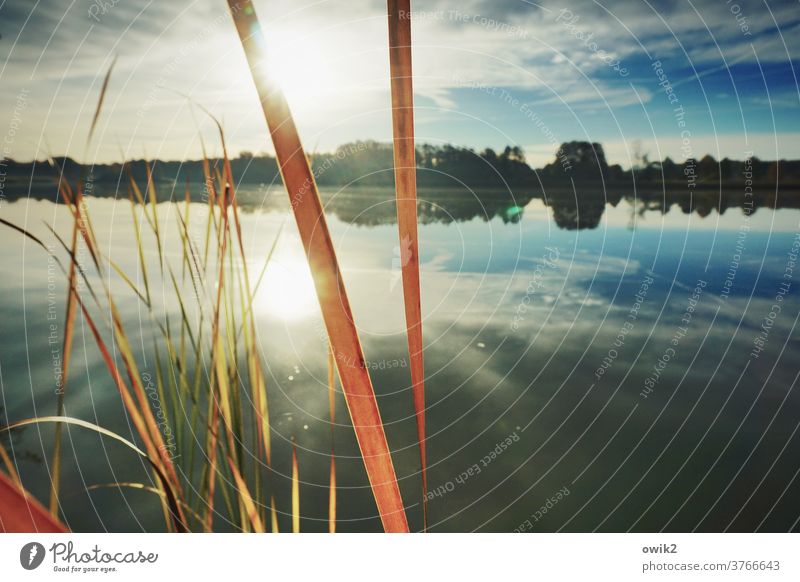 Striche in der Landschaft Weite ruhig Schönes Wetter Wolkenloser Himmel Horizont Halme Wasseroberfläche Pflanze Sonnenlicht Reflexion & Spiegelung Seeufer