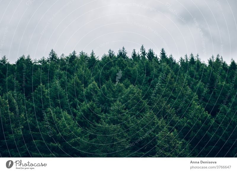 Dunkler Wald im Sommer Landschaft Baum Natur Umwelt im Freien natürlich Wälder grün Saison Stimmung Nebel malerisch Kiefer Holz Park Szene Tanne Waldgebiet