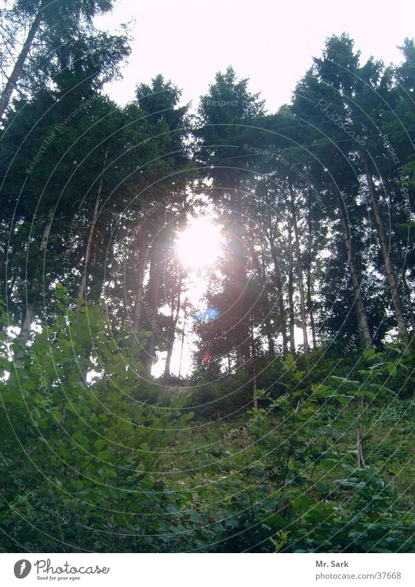 Im Schwarzwald Wald Baum Sonne Reflexion & Spiegelung Natur