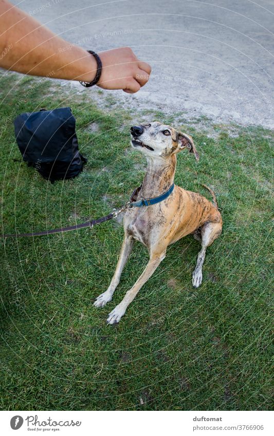 Hunde Erziehung Leckerli sitz Platz Dressur Belohnung Tier Haustier Säugetier Wiese grün Tierporträt Tierliebe Gras Schnauze Blick Menschenleer niedlich warten