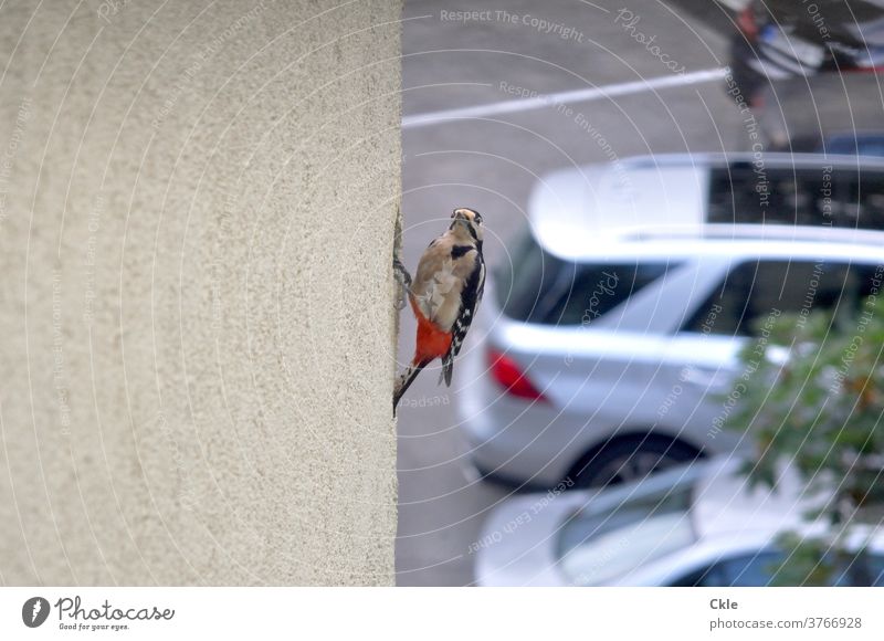 Specht baut Nest in gedämmter Hausfassade Spechtloch Vogel Tier Wildtier Farbfoto Biotop Tierporträt Ökologie Buntspecht Außenaufnahme Nahaufnahme Parkplatz