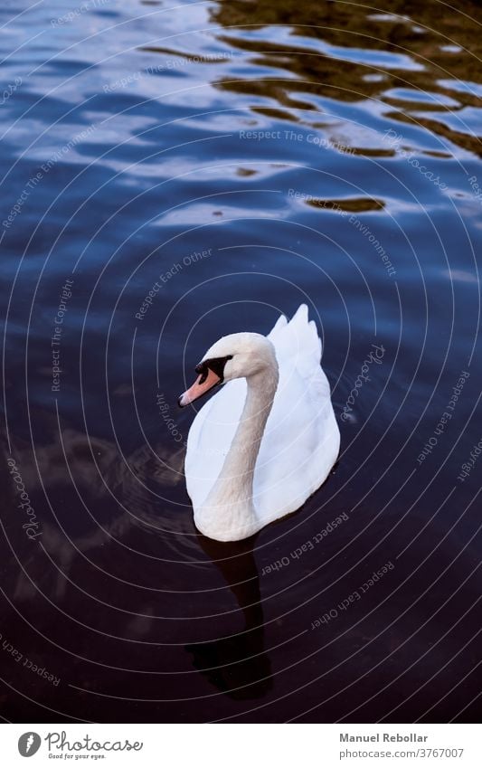 Fotografie eines Schwans Vogel schön Natur Tier weiß Tierwelt Hintergrund Wasser Schönheit Eleganz See blau Reflexion & Spiegelung Feder Flügel wild Landschaft