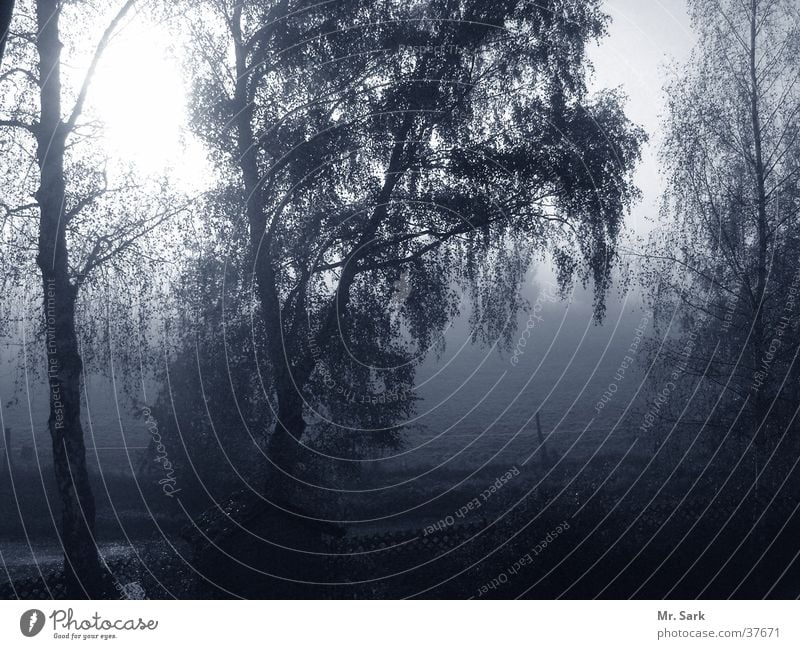 Birkendämmerung Dämmerung Nebel Baum Natur Schatten