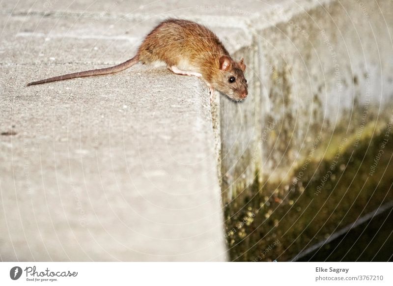 Ratte am Wasser Nagetiere Farbfoto Säugetier Menschenleer braun Außenaufnahme