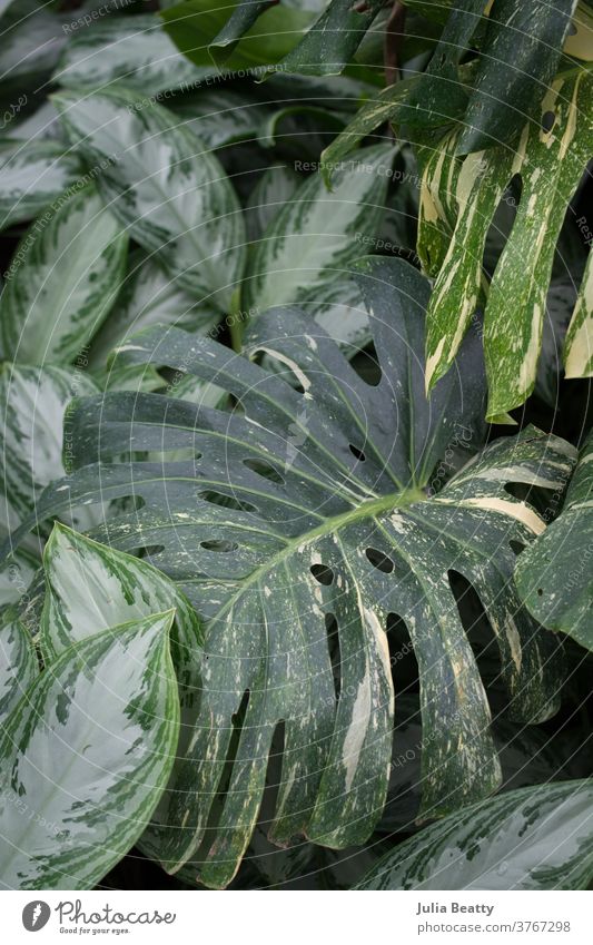 Monstera Albo Varigated und chinesische immergrüne Pflanzen schließen Fensterblätter monstera albo bunt gemischt variegate Chinesischer Immergrün