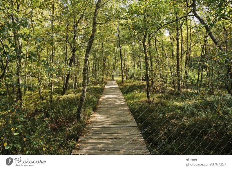 Holzbohlenweg durch das sonnendurchflutete Moor mit Birkenbewuchs Holzweg Moorwald Birkenwald Karpatenbirken Landschaft Pflanzen Wald geradeaus Licht