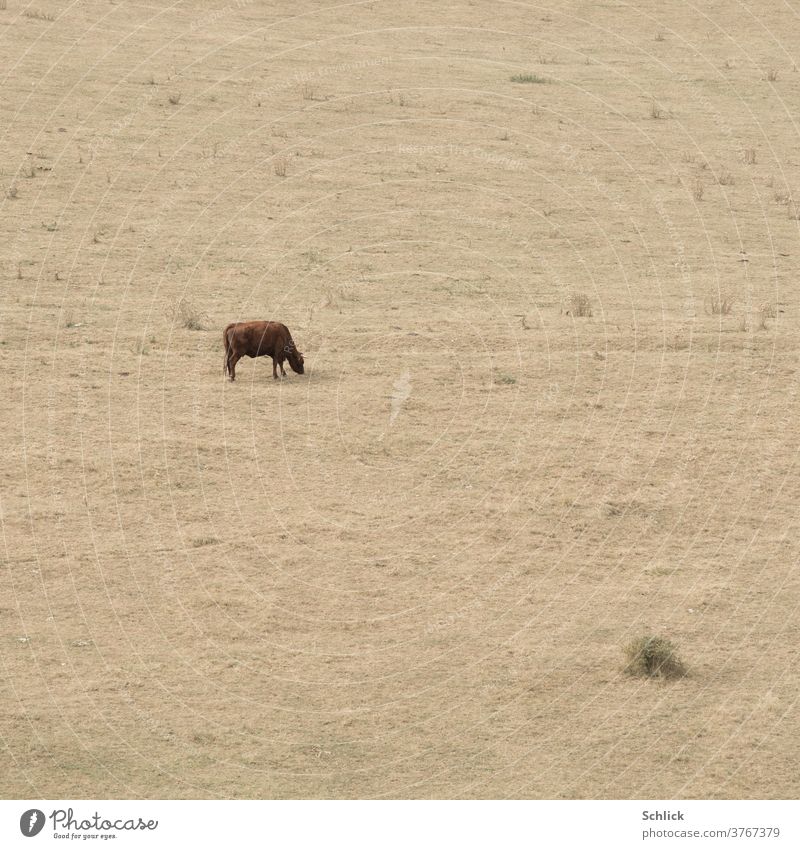 Klimawandel Trockenheit Rind mit Hörnern auf völlig ausgedörrter Weide Dürre trocken klein fern Wassermangel Regenmangel Gras beige ausgetrocknet Landwirtschaft