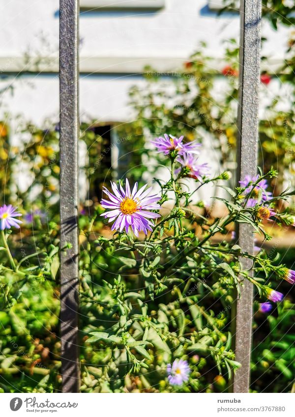 Blumen Zaun Haus Garten Außenaufnahme Metall Muster Schutz Strukturen & Formen abstrakt Metallzaun Gitter Barriere blumig Zierpflanze Pflanze Gewächs Gartenzaun