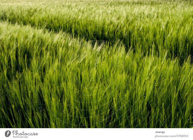 Feld Getreidefeld Natur Landwirtschaft Nutzpflanze Kornfeld grün Umwelt Landschaft Sommer Ackerbau Ernährung natürlich Wachstum ökologisch Pflanze Gras Pflanzen