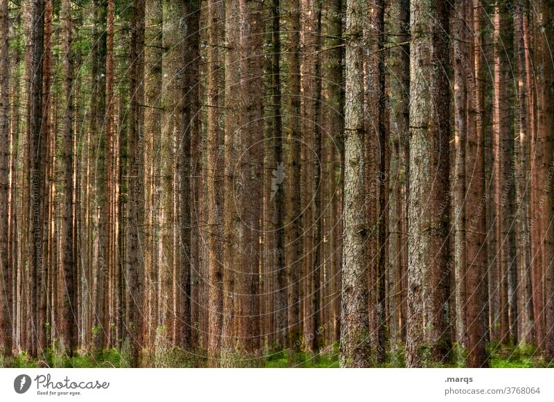 Wald Baumstamm viele Natur Doppelbelichtung Umwelt Nadelwald ruhig Erholung Forstwirtschaft