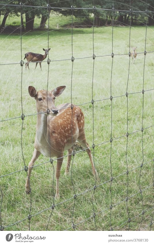 ein rehlein hinter einem zaun Reh Rehe Wildtier Wildtiergehege Gehege Zaun Drahtzaun Wiese heimisch heimische Wildtierart Wald Tier Natur Gras Tierjunges