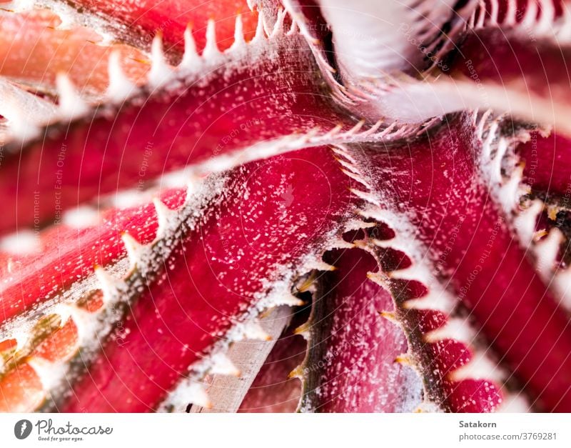 Detail Textur und Dornen am Rand der Bromelienblätter Hintergrund rot Pflanze Blätter Garten Natur tropisch Flora Stachel botanisch Blatt Makro Nahaufnahme