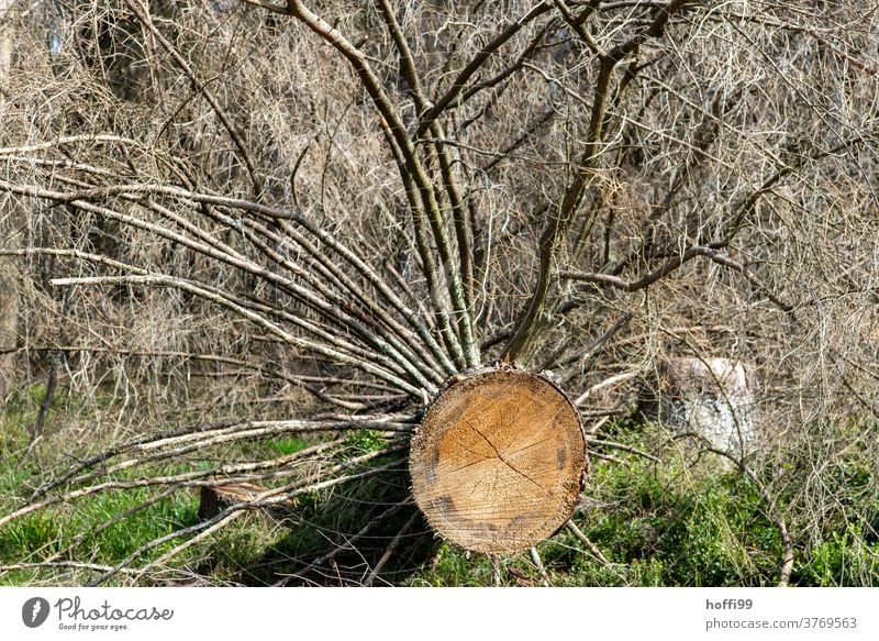 gefällterBaum - der Borkenkäfer ist da borkenkäferbefall Waldsterben Holz baumstämme Baumstamm Raummeter Klimawandel Forstwirtschaft Natur Umwelt Abholzung Tod