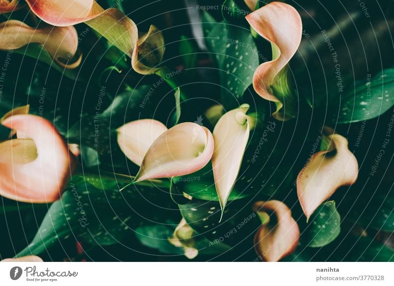 Schöne grüne Calas in einer organischen Textur cala zantedeschia aethiopica Pflanze Blütezeit Blume filigran exotisch Schönheit schön Schönheit in der Natur