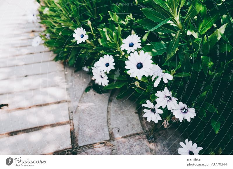 Schöne organische Textur der blühenden Pflanze geblümt Dekor exotisch Schönheit Saison Frühling Farbe farbenfroh filigran stylisch Blütezeit Blühend Garten