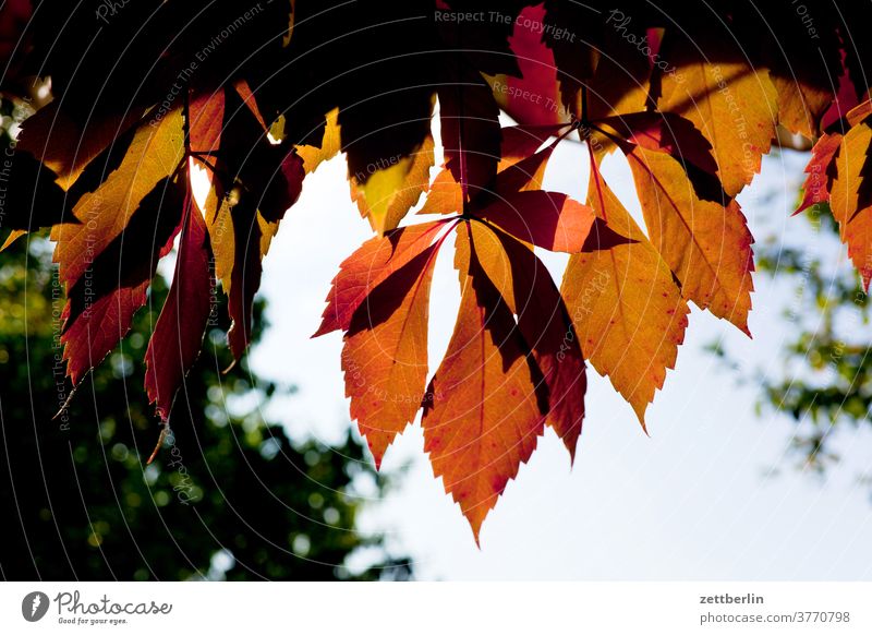 Herbstblätter ast baum laubfärbung herbstfärbung herbstlaub weinblatt erholung ferien garten himmel kleingarten kleingartenkolonie menschenleer natur pflanze