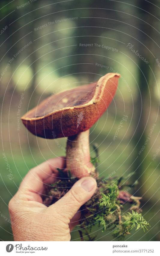 hex hex! Pilz Hexenröhrling Pilzsuche Hand zeigen Moos Wald Bokeh licht essbar alt Herbst isoliert präsentieren