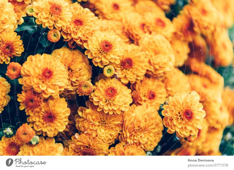 Orangefarbene Chrysanthemenblüten Garten Oktober fallen orange Herbst Blume geblümt Blumenstrauß Natur farbenfroh Hintergrund gelb Überstrahlung Textur Tapete