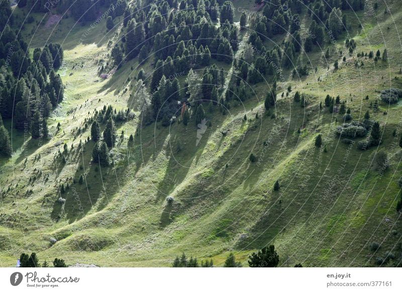 Fichtengrün Natur Landschaft Pflanze Baum Gras Nadelbaum Tanne Rasen Wiese Wald Hügel Erholung Umweltschutz Wachstum Farbfoto Außenaufnahme Menschenleer Tag