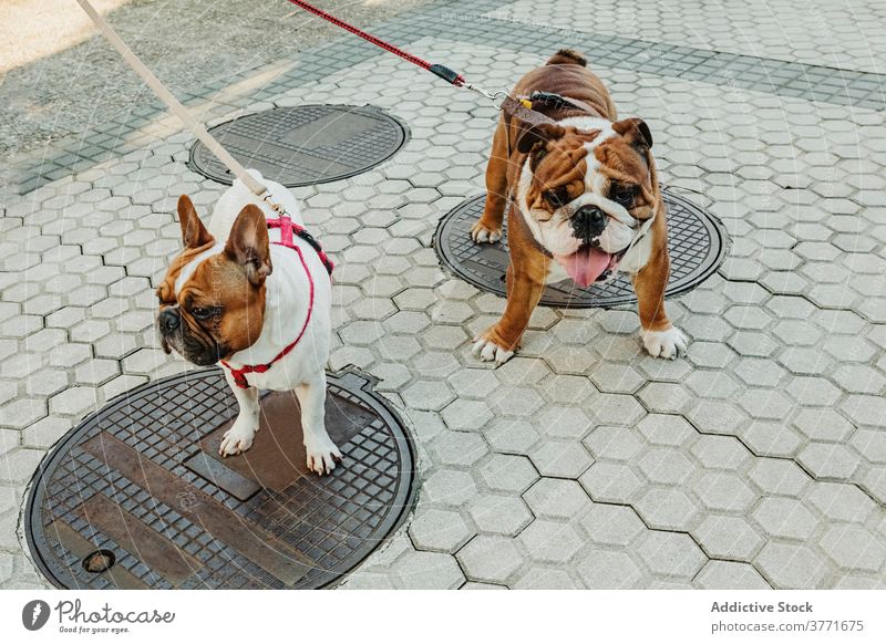 Bulldoggen an der Leine auf der Stadtstraße französische Bulldogge Englische Bulldogge Hund Haustier Stammbaum züchten Tier Zusammensein Welpe heimisch anleinen