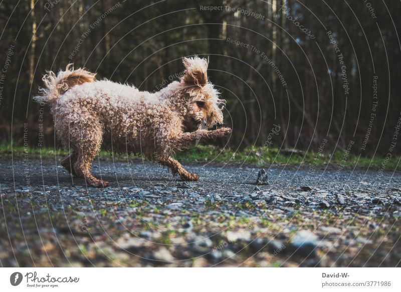 verspielter Hund fasziniert von einem Stein Haustier niedlich Spielzeug witzig Freude Spielen lustig Pudel