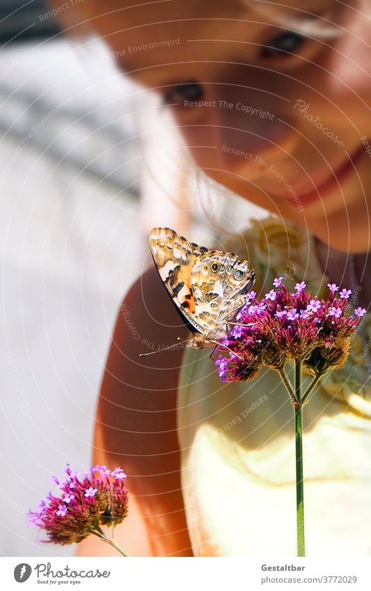 Distelfalter auf Eisenkraut, Verbena bonariensis Eisenkraut (Verbena bonariensis) mädchen Schmetterling Artenschutz insekten schützen Schutz Blumen Blüten