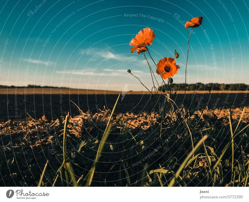 Rote Mohnblume am Feldrand Mohnblüte rot Himmel blau Wegesrand Natur Pflanze Sommer Buchcover