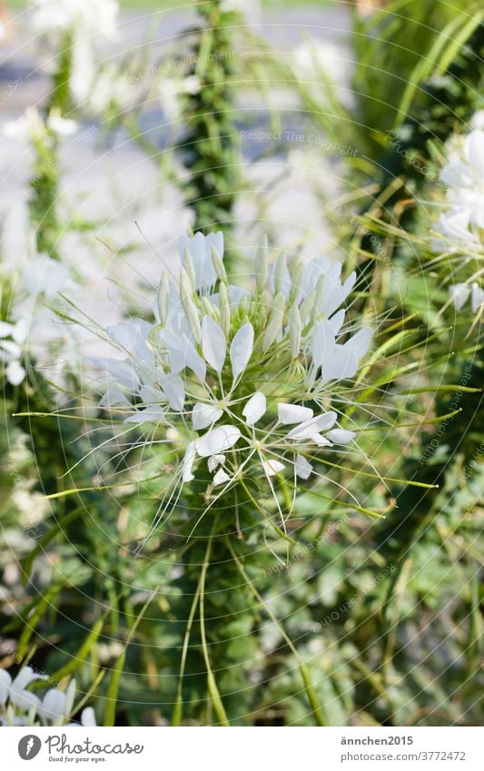 Helle weiße Blüte und drumherum sieht man einiges grün Sommer Frühling blühen Blume Pflanze Garten Farbfoto Wiese Menschenleer Außenaufnahme Natur Nahaufnahme