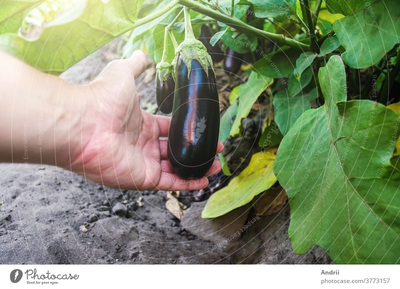 Der Landwirt hält eine ungepflückte Aubergine in der Hand. Landwirtschaft, Bauernhof. Anbau von frischem Bio-Gemüse auf dem Bauernhof. Lebensmittelproduktion. Solanum melongena L. Agroindustrie und Agrarwirtschaft.