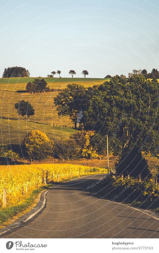 Landschaft im Sommer mit einer Straße die Richtung Bildmitte verläuft. Im Bild sind außerdem einige Bäume und am Horizont eine kleine Allee. Linker Hand ist ein reifes Maisfeld.