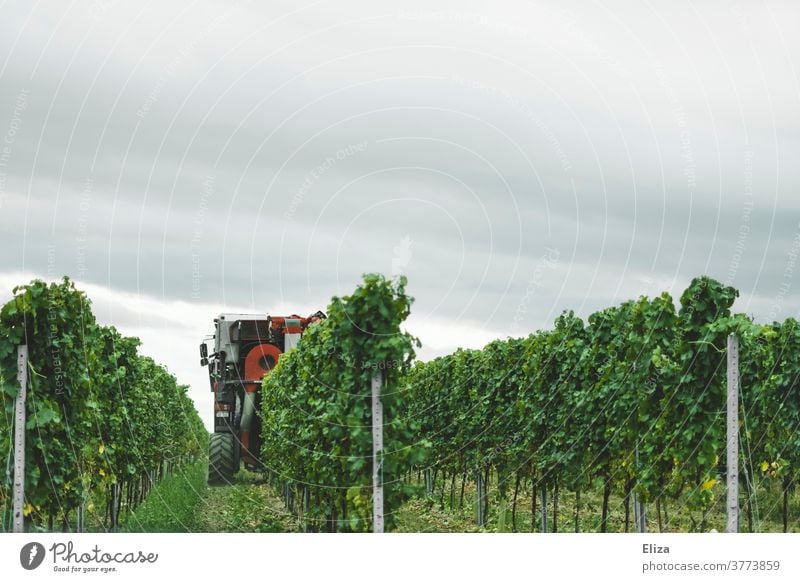 Ein Traubenvollernter bei der Traubenernte in der Pfalz Vollernter Weinstock Weingebiet ernten Obstvollernter Weinbau Natur Weinberg Rheinland-Pfalz Weintrauben