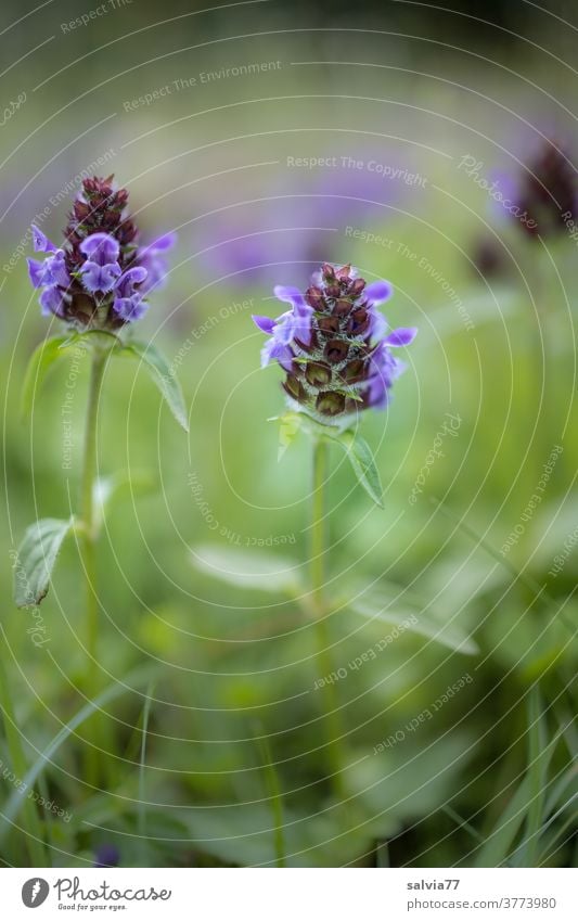 Blumenwiese aus der Froschperspektive Natur Wildblumen Wiese Kleine Braunelle Prunella vulgaris Gras Blüte Pflanze Blühend grün blau natürlich Sommer Frühling