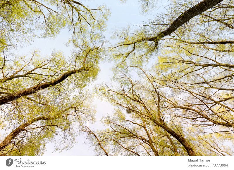 Wald und Himmel mit Sonne Rinde Niederlassungen hell Tag Laubwerk frisch grün Blätter Licht aufschauend Natur Nest im Freien Park Pflanze Pappeln Rochen