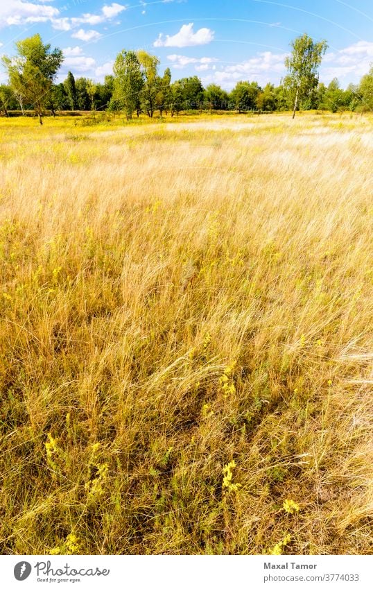 Verschiedene Kräuter auf der Wiese Galium Galium verum Kiew Ukraine Labkraut Botanik hell Nahaufnahme Wolken wolkig Feld Flora Blumen Wald Gramineae Gras Kraut