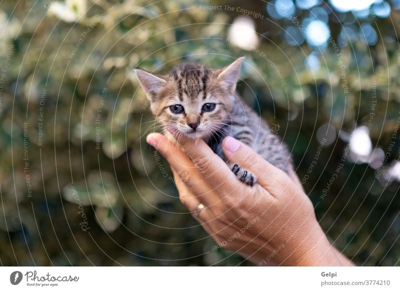 Hände, die ein süßes Kätzchen halten Katze Haustier Welpe Person Porträt Tier niedlich klein Katzenbaby weiß jung Hand Pfote Schutz Pflege Beteiligung heimisch