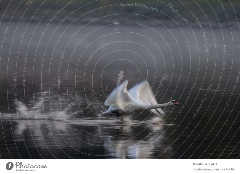 Schwanensprint Tier Natur Außenaufnahme Farbfoto Menschenleer Wildtier Umwelt Wasser Vogel See weiß Teich Feder Tierporträt Kraft fliegen elegant Eleganz Fluss