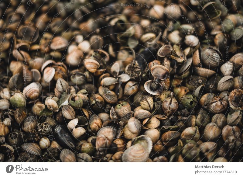 Muscheln am Nordseestrand muscheln Muschelschale muschelstrand Strand Strandgut Wattenmeer Wattwandern Sand Sandstrand Meer Meerestier