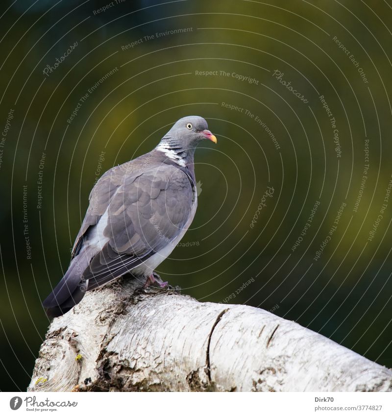 Ringeltauben-Porträt Taube Vogel Tier Außenaufnahme Farbfoto 1 Menschenleer Tag Tierporträt Wildtier Flügel Schwache Tiefenschärfe Ganzkörperaufnahme