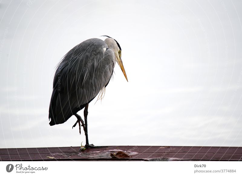 Graureiher auf dem Steg Vogel Tier Außenaufnahme Natur Reiher Farbfoto Tag 1 Menschenleer Wildtier Umwelt natürlich Textfreiraum oben stehen Tierporträt Blick