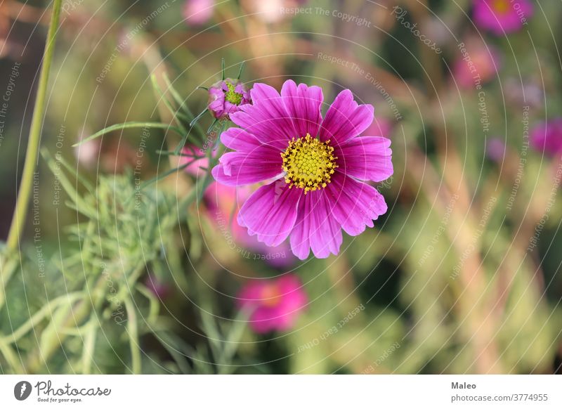 Blumen - Blühende Kosmosblumen im Garten Nahaufnahme Blüte Herbst schön Schönheit Blütezeit Überstrahlung Botanik hell Windstille Farbe farbenfroh