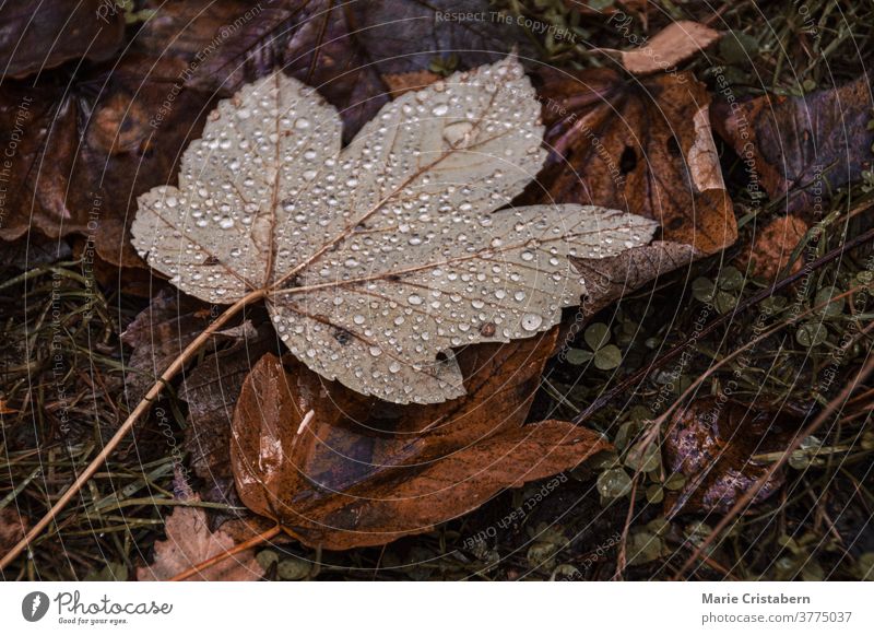 Morgentau auf abgefallenem Herbstlaub dunkel und launisch Herbstsaison keine Menschen Designeigentum umgefallene Blätter texturiert Botanik Makro im Freien