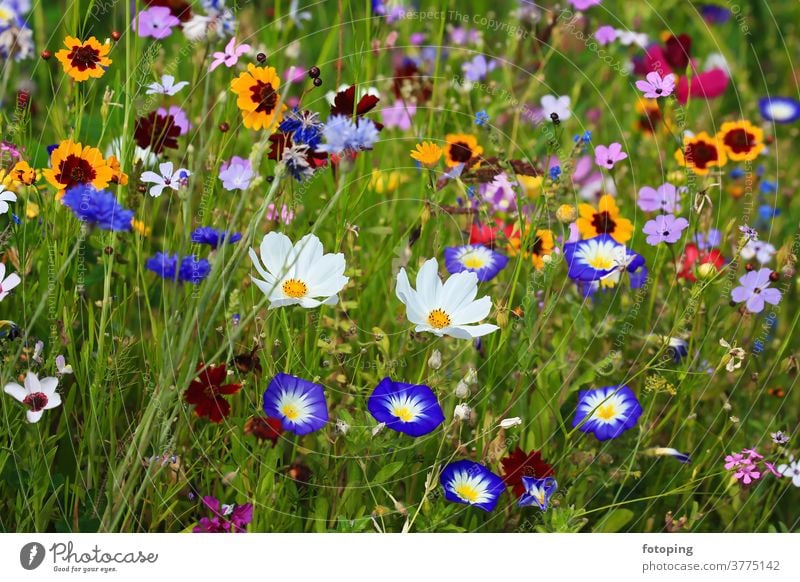 Farbenfrohe Blumenwiese in der Grundfarbe grün
mit verschiedenen Wildblumen. Blatt Blumenfeld Wiese Blümchen Blüte Botanik Flora Gras Macro Makro Natur